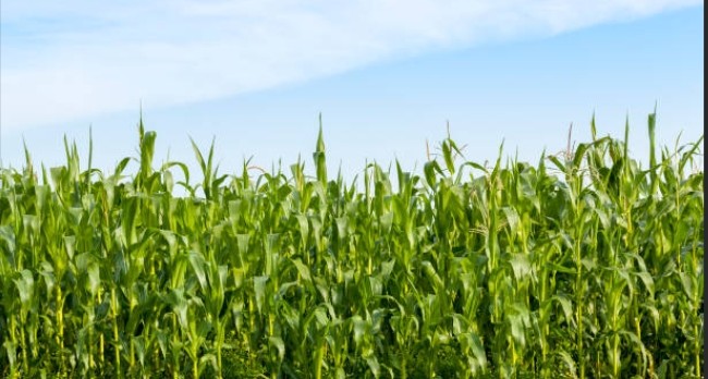 Maize Farming